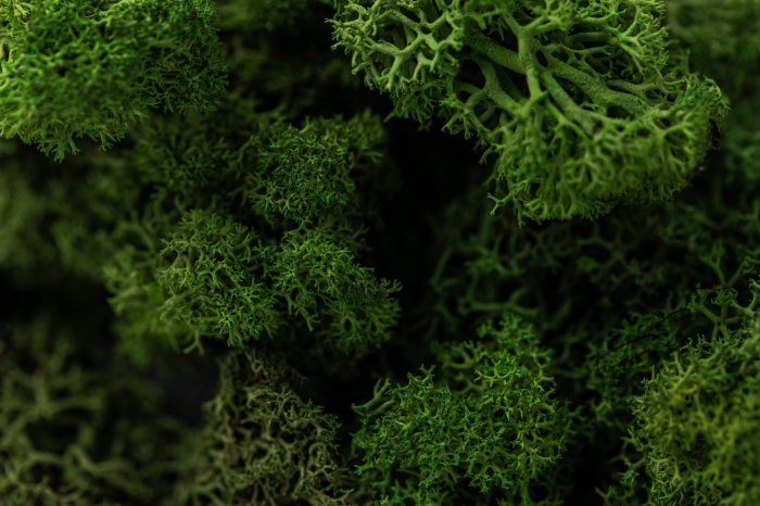 Lichen verde deschis 100g-4kg [6]