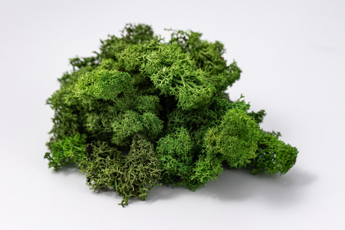 Lichen verde deschis 100g-4kg [3]