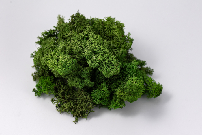 Lichen verde deschis 100g-4kg [4]