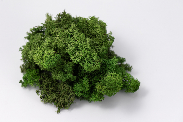 Lichen verde deschis 100g-4kg [7]