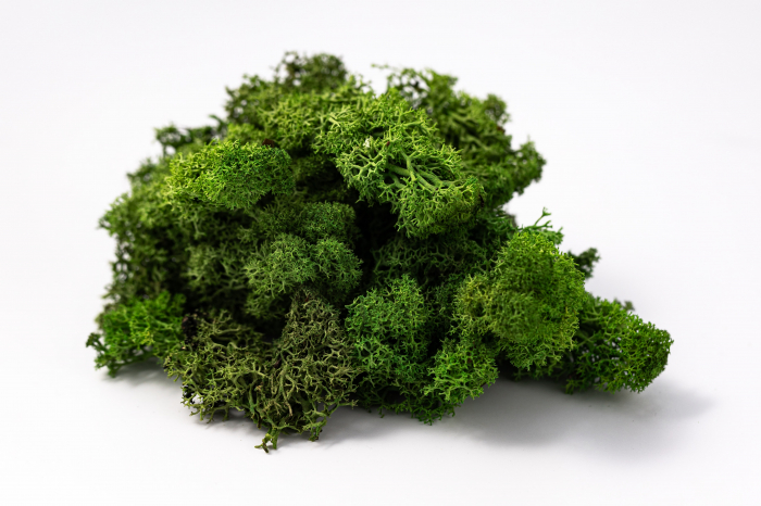 Lichen verde deschis 100g-4kg [9]