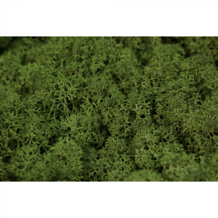 Lichen Norvegian Verde inchis [2]