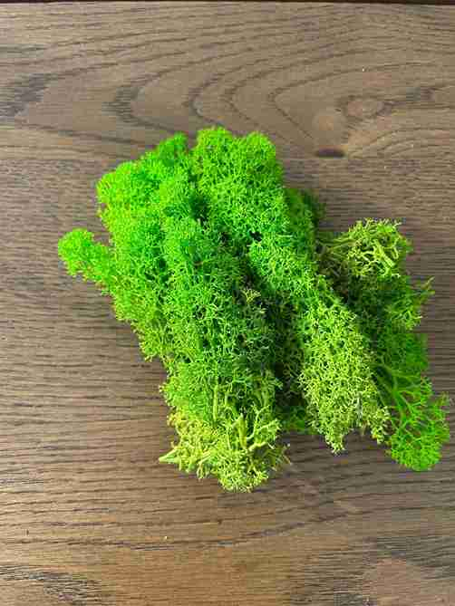 lichen stabilizat [3]