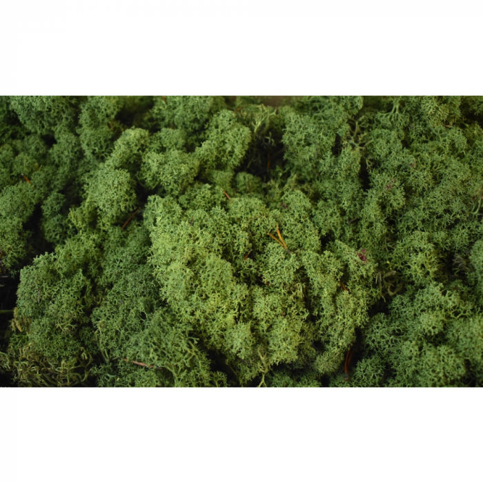 Lichen verde inchis [2]