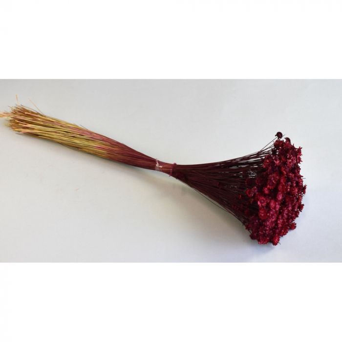 Glixia 50g burgundy [2]