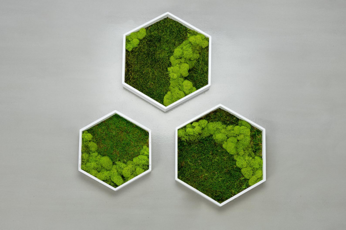 Hexagon cu muschi si licheni 31x26 [3]