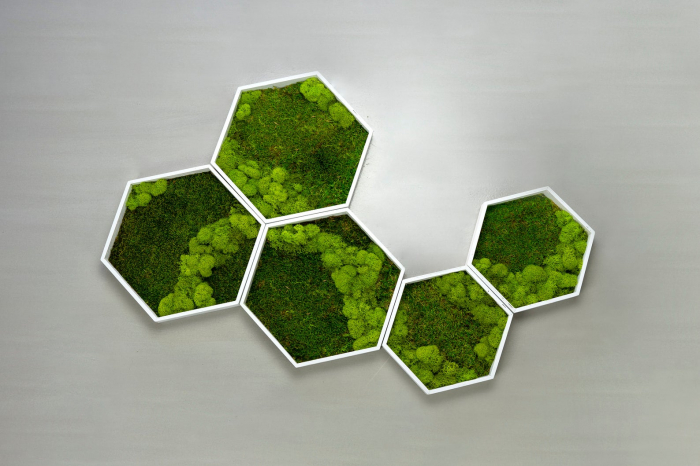 Hexagon cu muschi si licheni 31x26 [2]
