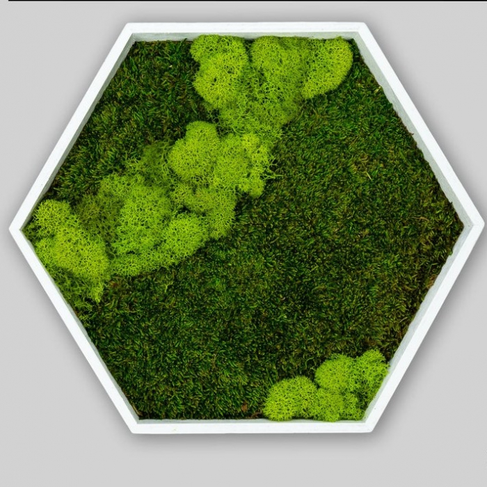 Hexagon cu muschi si licheni 31x26 [1]