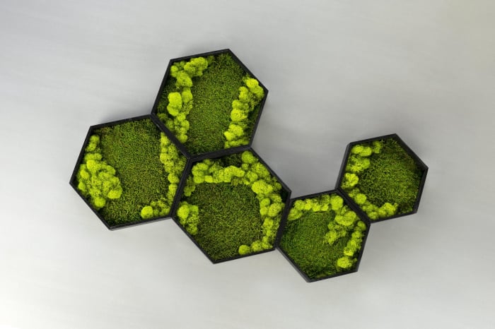 Hexagon cu muschi plat si licheni 40x35 cm [1]