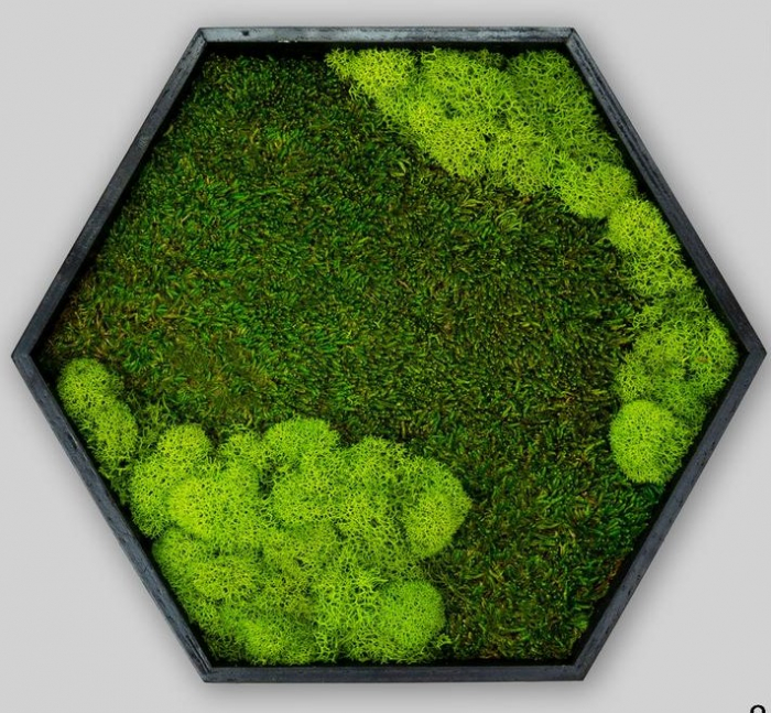 Hexagon cu muschi plat si licheni 40x35 cm [2]