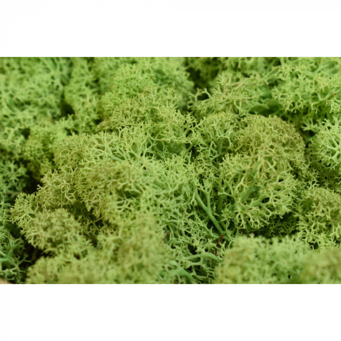 Lichen curatat norvegian [2]