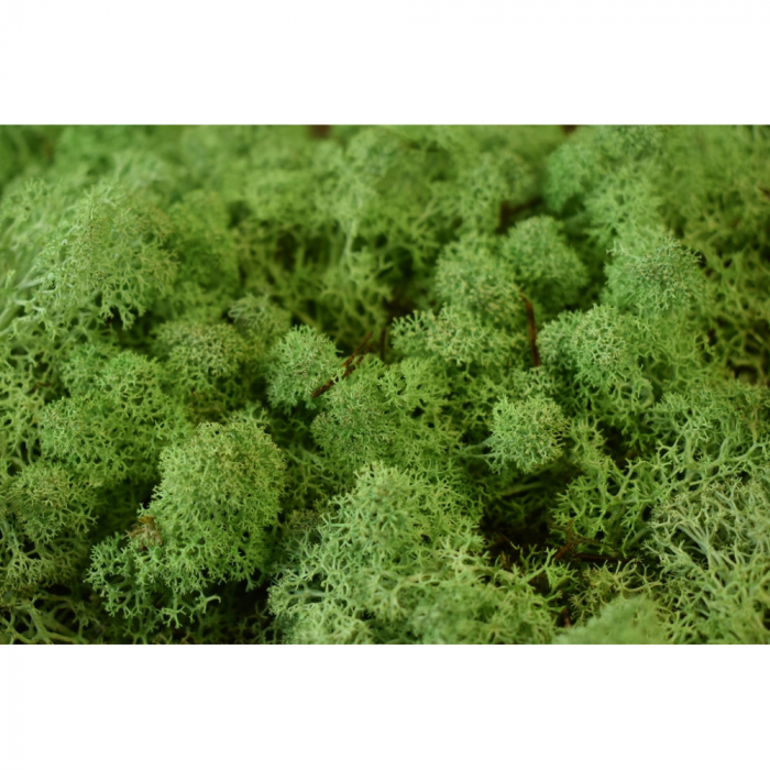 Lichen Stabilizat 1 Kg [2]