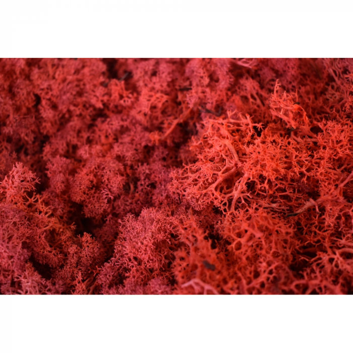 Lichen Stabilizat Rosu 0,25 kg [2]