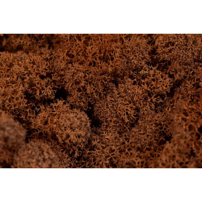 Lichen Stabilizat Ruginie 0,25 kg [2]