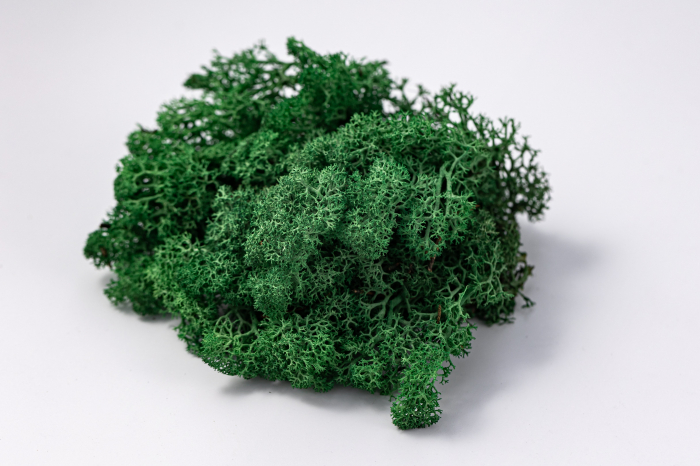 Lichen stabilizat verde iarba [7]