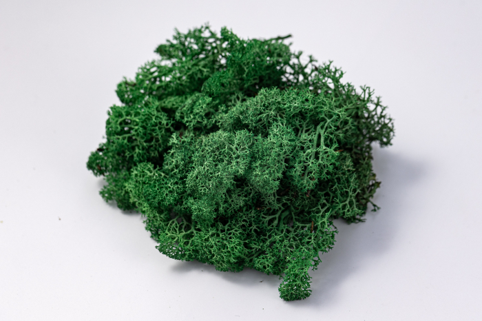 Lichen stabilizat verde iarba [8]