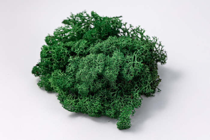 Lichen stabilizat verde iarba [4]