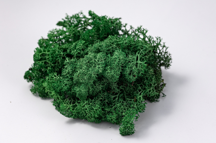 Lichen stabilizat verde iarba [2]
