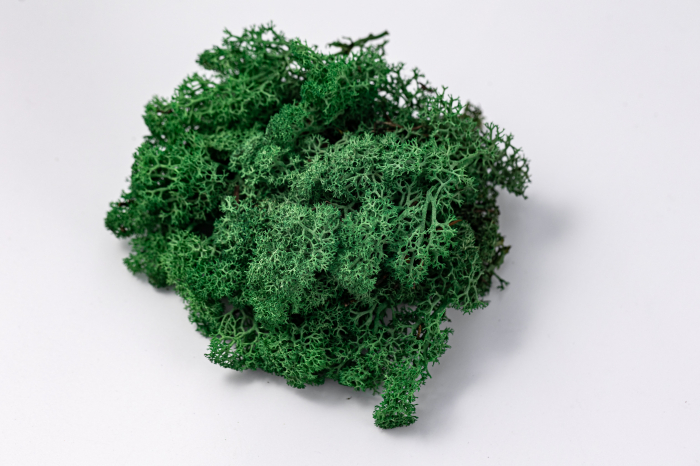 Lichen stabilizat verde iarba [5]