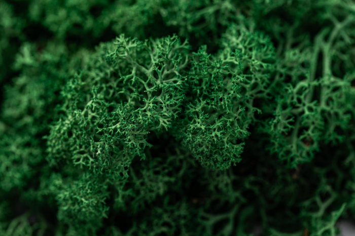 Lichen stabilizat verde iarba [3]