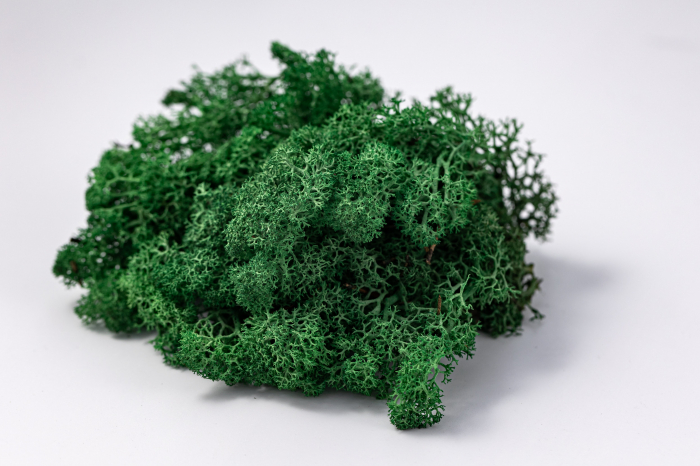 Lichen stabilizat verde iarba [6]