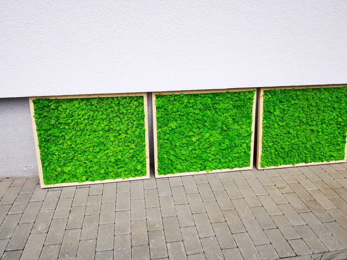 Set panouri cu licheni naturali 80x67 [3]