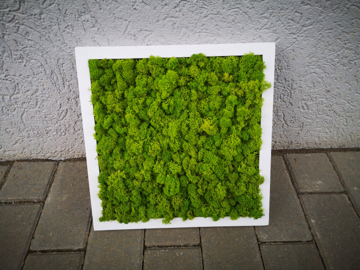 Set tablouri cu licheni naturali 30x30 [3]
