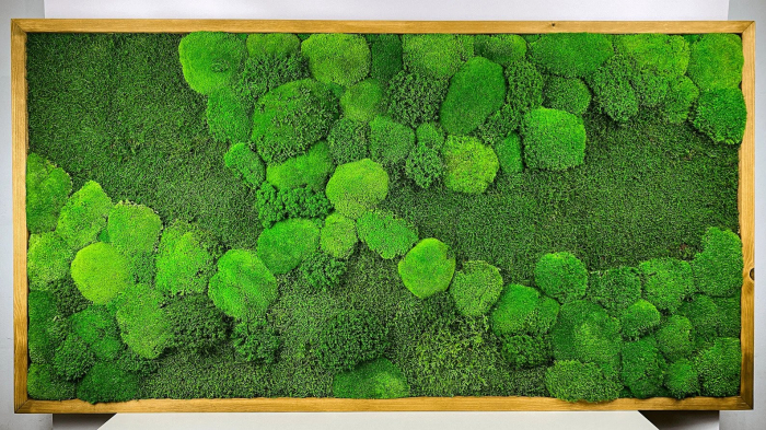 Tablou cu muschi plat si muschi bombat  - 120x60cm [4]