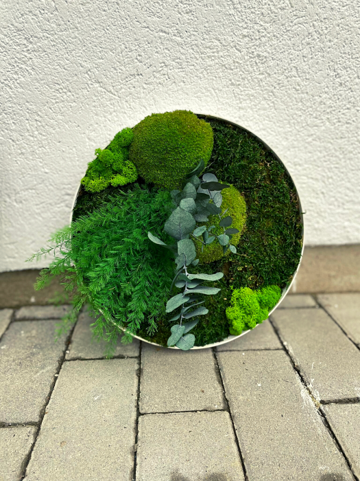 Set tablouri cu muschi si plante naturale [2]