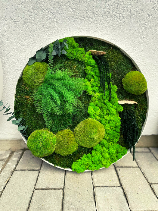 Set tablouri cu muschi si plante naturale [4]