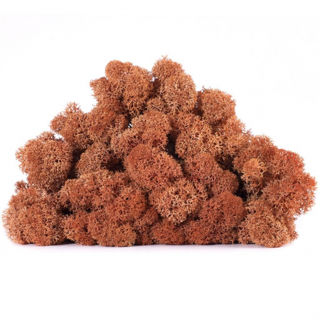 Licheni - 4 kg Lichen Stabilizat – Culoare Mango