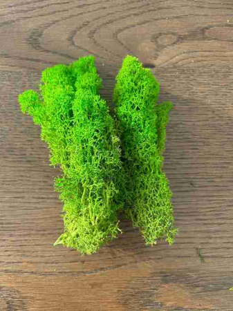 Licheni - lichen stabilizat