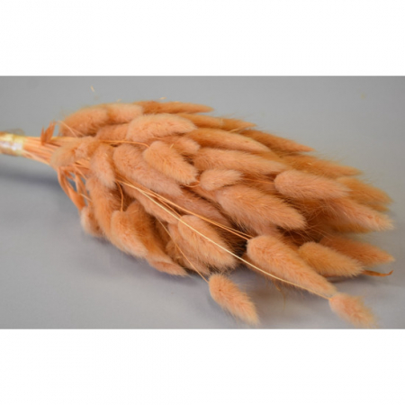lagurus piersica 50 g [1]
