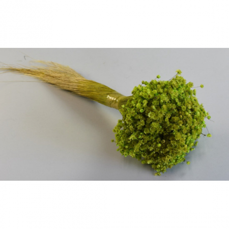 Flori și plante uscate - Glixia verde deschis 75g