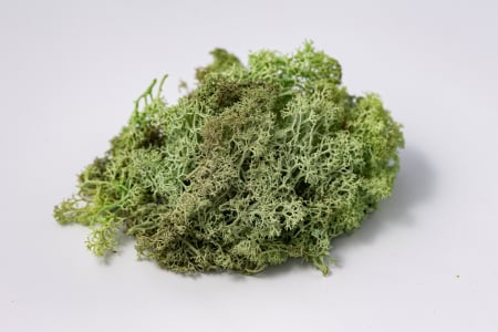 4 kg Lichen Stabilizat Premium – Verde Mentă [5]