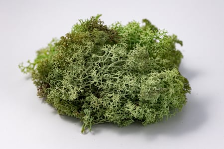 4 kg Lichen Stabilizat Premium – Verde Mentă [6]