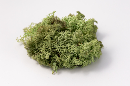 4 kg Lichen Stabilizat Premium – Verde Mentă [8]