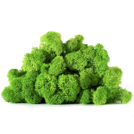 Licheni - 4kg Verde Deschis