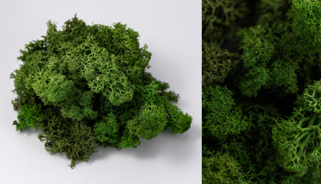 Licheni - Lichen verde deschis 100g-4kg