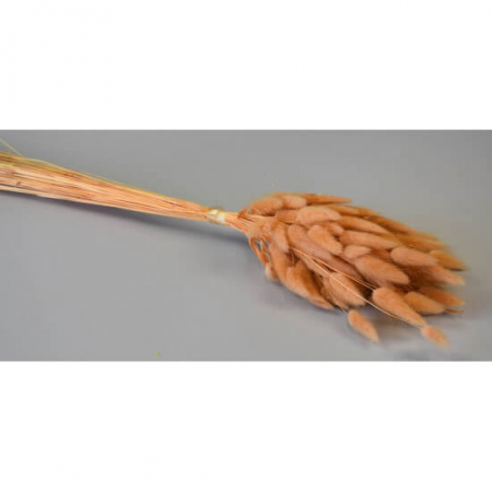 Flori și plante uscate - lagurus piersica 50 g
