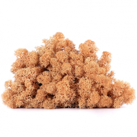 Licheni - 4kg Lichen Stabilizat – Culoare Piersică