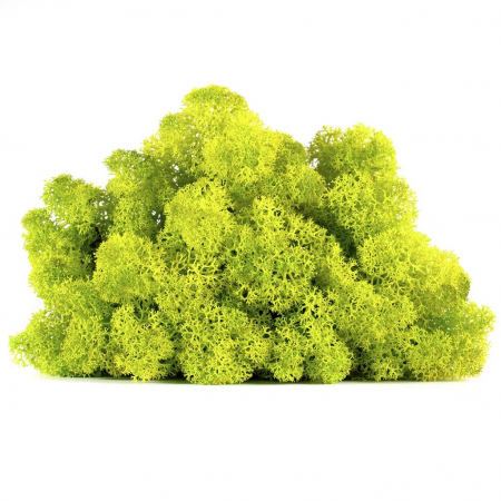 Licheni - Lichen Stabilizat Verde Printemps