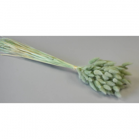 Flori și plante uscate - Lagurus Aqua 50g