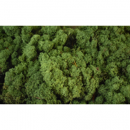 Lichen verde inchis [1]