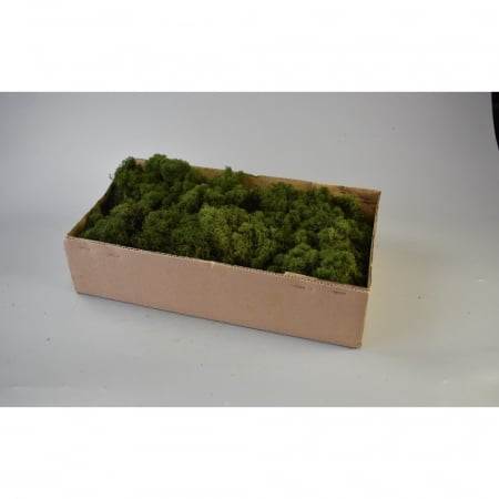 Licheni - Lichen verde inchis