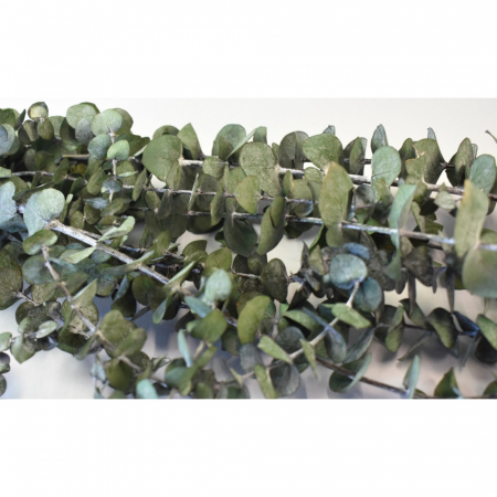 Eucalipt Stabilizat Baby Blue [1]