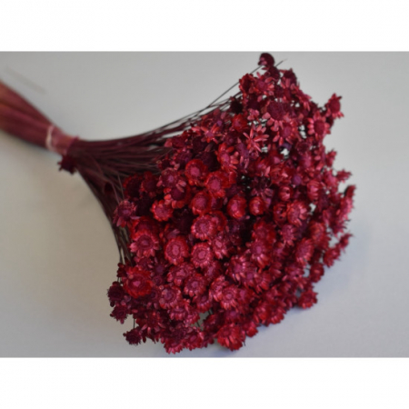 Flori și plante uscate - Glixia 50g burgundy