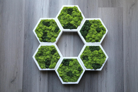 Tablouri cu licheni - Hexagon cu licheni naturali bicolor 40x35 cm