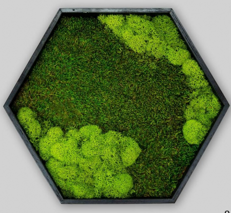 Hexagon cu muschi plat si licheni 40x35 cm [1]