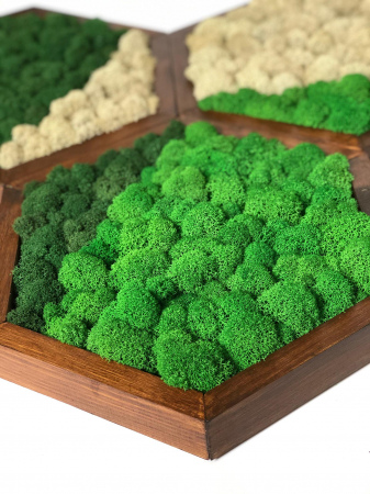 Set 3 hexagoane cu licheni [1]